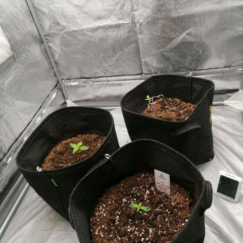 HulkBerry Automatic growlog timeline photo