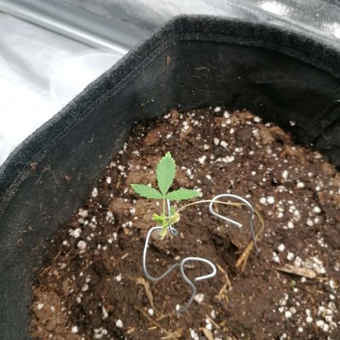 HulkBerry Automatic growlog timeline photo