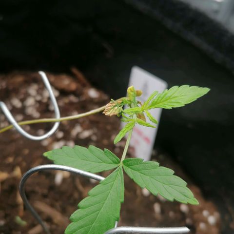 HulkBerry Automatic growlog timeline photo