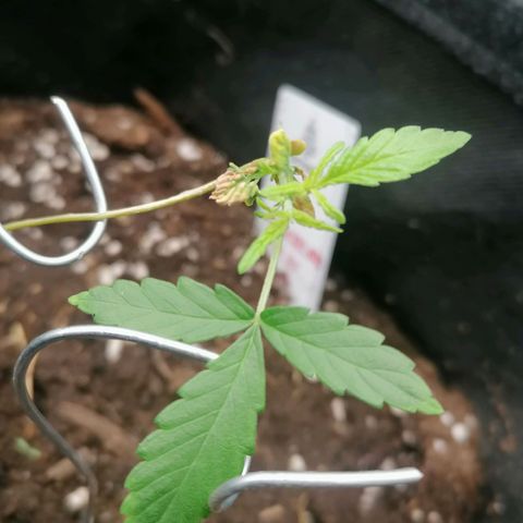 HulkBerry Automatic growlog timeline photo