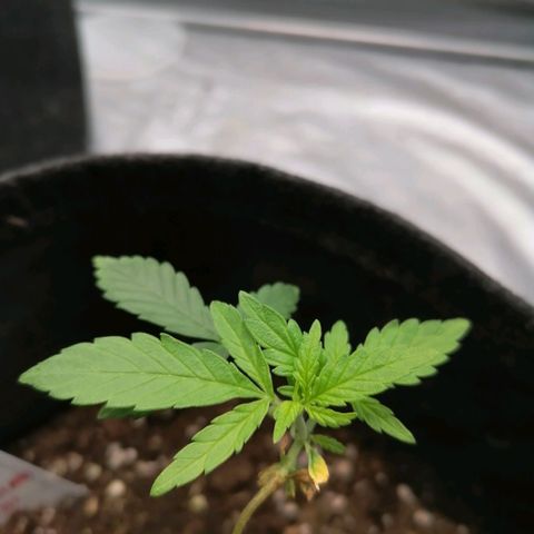 HulkBerry Automatic growlog timeline photo