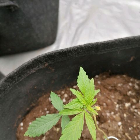 HulkBerry Automatic growlog timeline photo