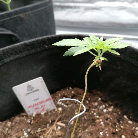 HulkBerry Automatic growlog timeline photo