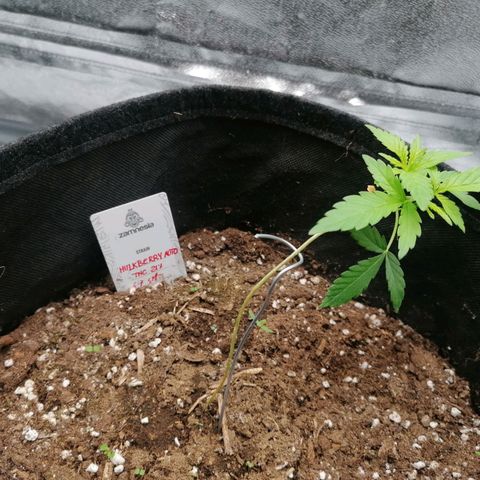 HulkBerry Automatic growlog timeline photo