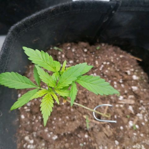 HulkBerry Automatic growlog timeline photo