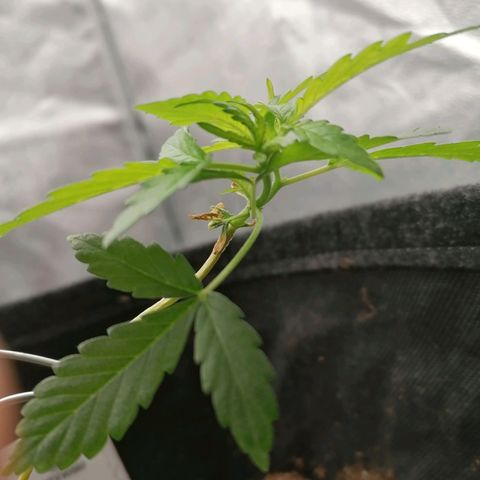 HulkBerry Automatic growlog timeline photo