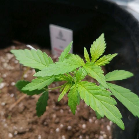 HulkBerry Automatic growlog timeline photo