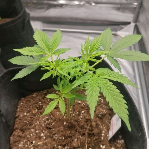 HulkBerry Automatic growlog timeline photo