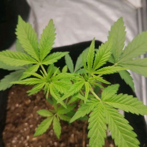 HulkBerry Automatic growlog timeline photo