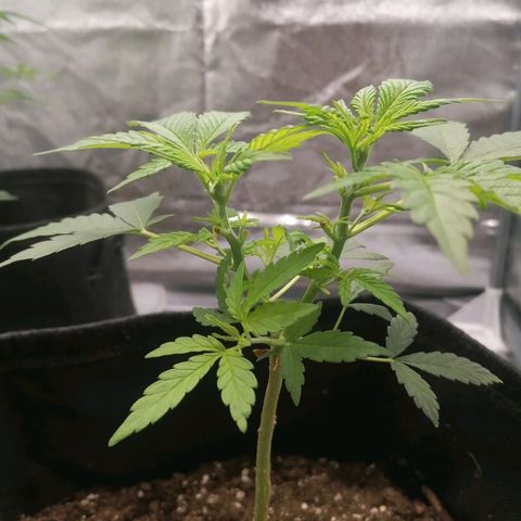 HulkBerry Automatic growlog timeline photo