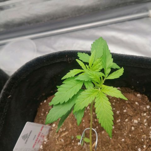 HulkBerry Automatic growlog timeline photo
