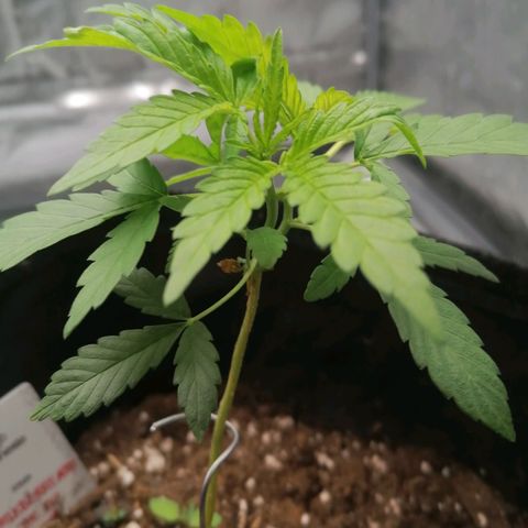 HulkBerry Automatic growlog timeline photo