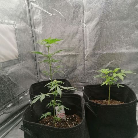 HulkBerry Automatic growlog timeline photo