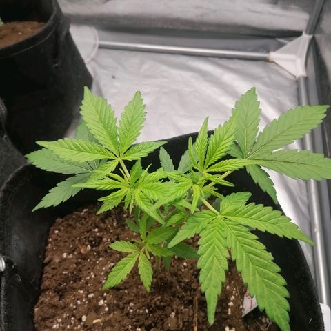 HulkBerry Automatic growlog timeline photo
