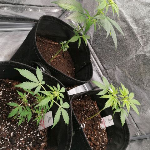 HulkBerry Automatic growlog timeline photo