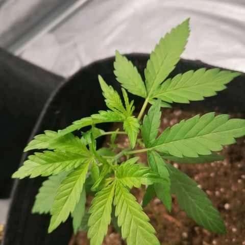 HulkBerry Automatic growlog timeline photo