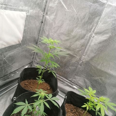 HulkBerry Automatic growlog timeline photo