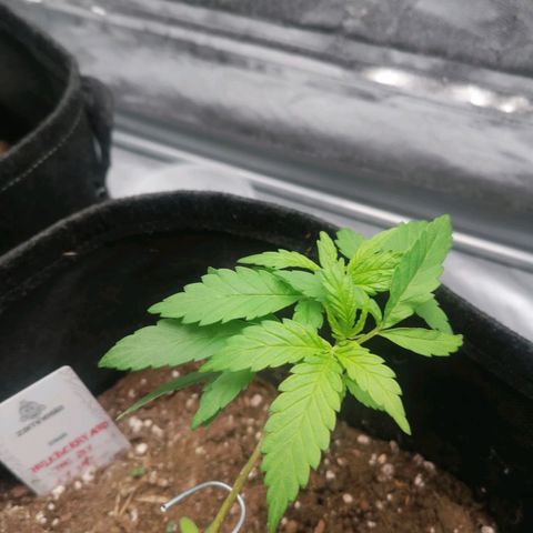 HulkBerry Automatic growlog timeline photo