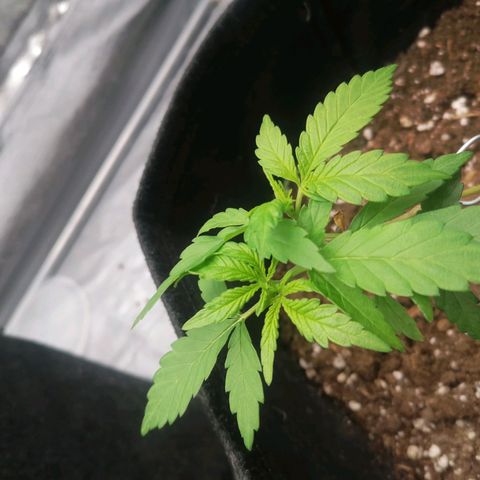HulkBerry Automatic growlog timeline photo