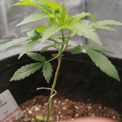 HulkBerry Automatic growlog timeline photo