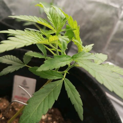 HulkBerry Automatic growlog timeline photo