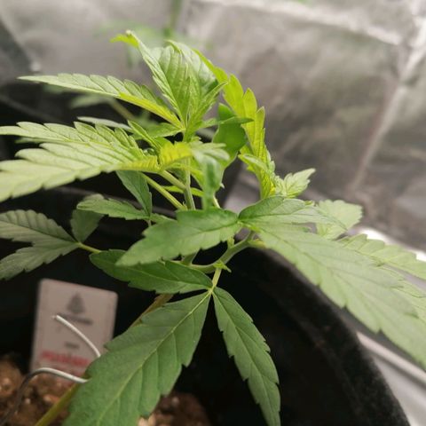 HulkBerry Automatic growlog timeline photo