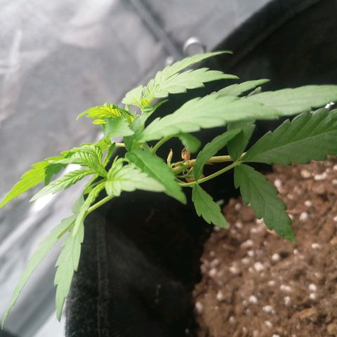 HulkBerry Automatic growlog timeline photo