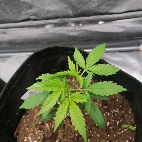 HulkBerry Automatic growlog timeline photo