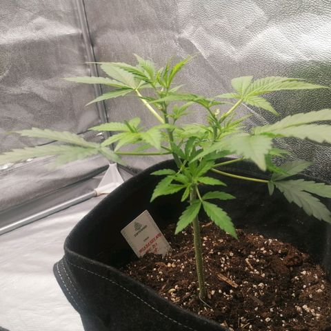 HulkBerry Automatic growlog timeline photo