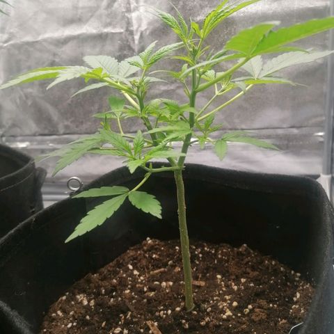 HulkBerry Automatic growlog timeline photo