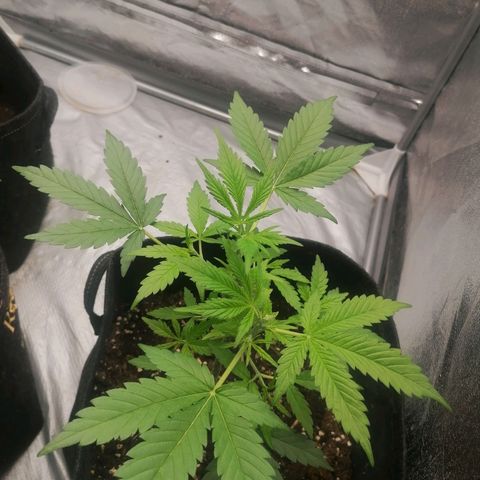 HulkBerry Automatic growlog timeline photo