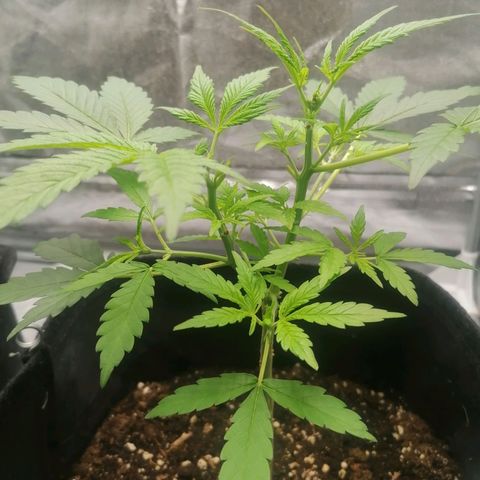 HulkBerry Automatic growlog timeline photo