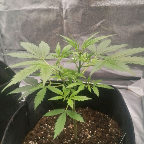 HulkBerry Automatic growlog timeline photo