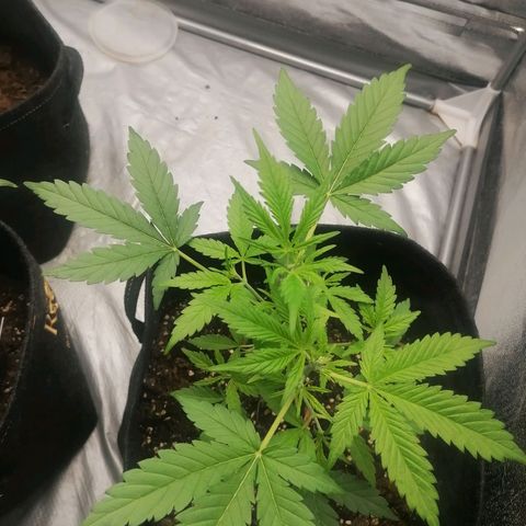 HulkBerry Automatic growlog timeline photo