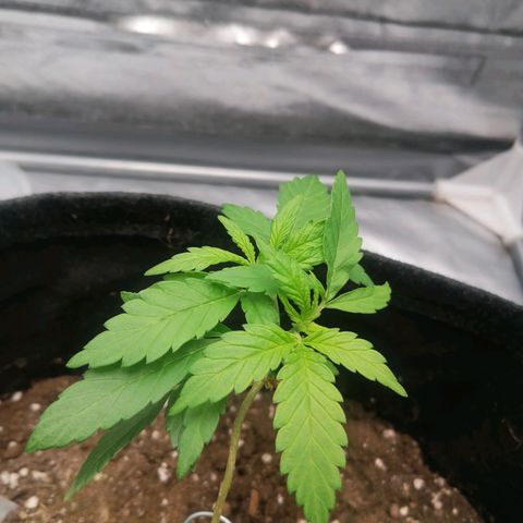 HulkBerry Automatic growlog timeline photo