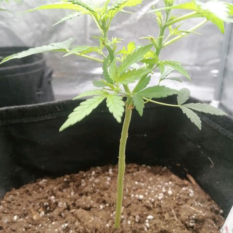 HulkBerry Automatic growlog timeline photo