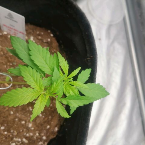 HulkBerry Automatic growlog timeline photo