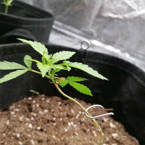 HulkBerry Automatic growlog timeline photo