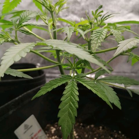 HulkBerry Automatic growlog timeline photo
