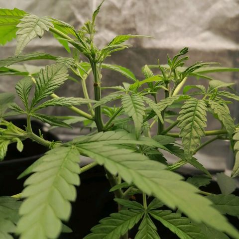 HulkBerry Automatic growlog timeline photo