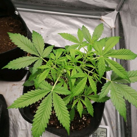 HulkBerry Automatic growlog timeline photo
