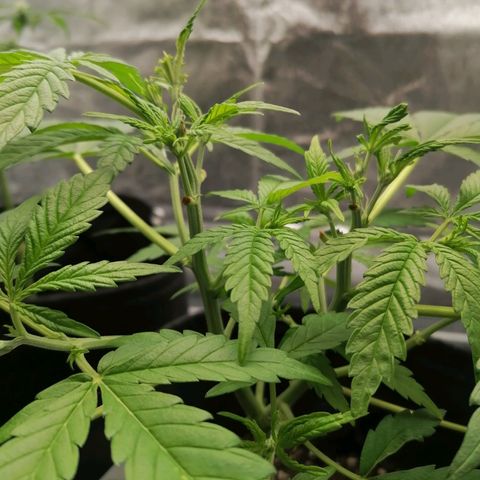 HulkBerry Automatic growlog timeline photo