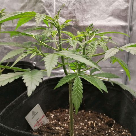 HulkBerry Automatic growlog timeline photo