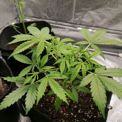 HulkBerry Automatic growlog timeline photo