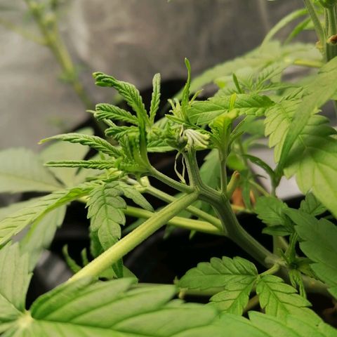 HulkBerry Automatic growlog timeline photo