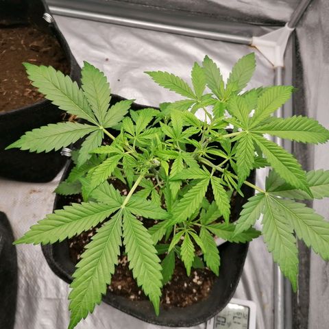 HulkBerry Automatic growlog timeline photo