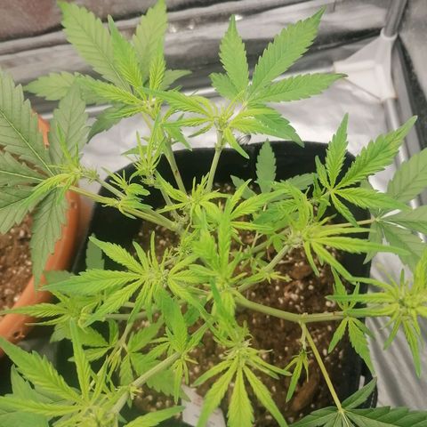 HulkBerry Automatic growlog timeline photo