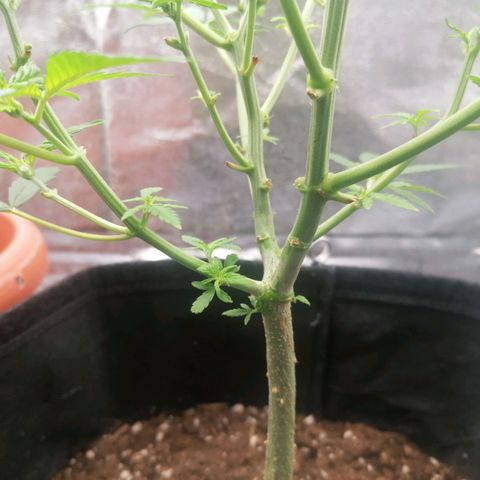 HulkBerry Automatic growlog timeline photo