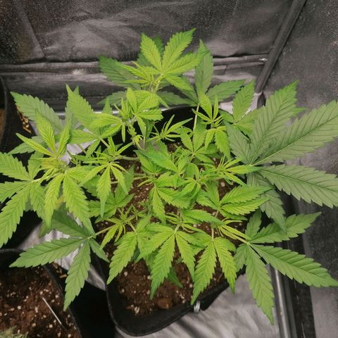 HulkBerry Automatic growlog timeline photo