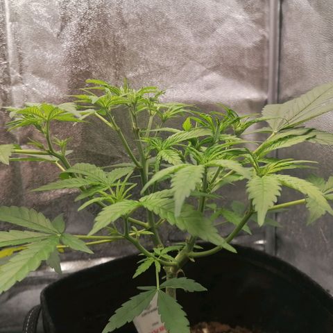 HulkBerry Automatic growlog timeline photo